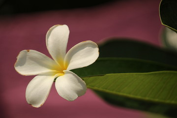 closeup shot of single White Plumeria Champa fragrant flower on the garden