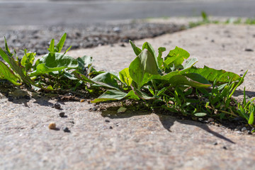 weed on a road in closeup