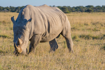 White Rhino (rhinoceros) standing and grazing in the African savannah, full length and side view