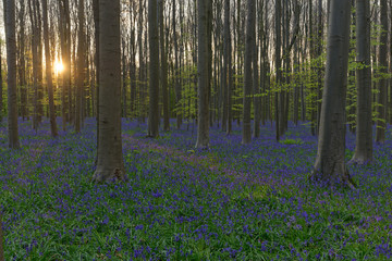 Sonnenuntergang im Hallerbos, Belgien