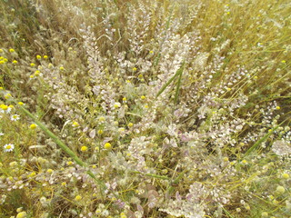 Obraz premium Leaves and flowers. Natural background for your design.