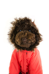 portrait funny dog wearing a red fluffy warm coat or anorak for autumn or winter. Cold temperatures concept.