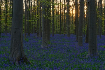 Sonnenuntergang im Hallerbos, Belgien