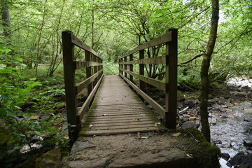 Obraz premium wooden bridge in forest
