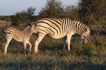 Obraz premium Mother Zebra with calf in the African Savannah during a safari