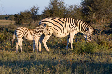Fototapeta na wymiar Mother Zebra with calf in the African Savannah during a safari
