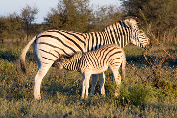 Fototapeta na wymiar Mother Zebra with calf drinking in the African Savannah druing a safari