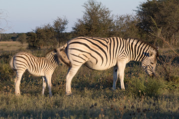 Fototapeta na wymiar Mother Zebra with calf in the African Savannah during a safari