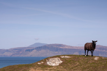 Fototapeta na wymiar black sheep standing by the coast in scotland