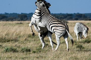 Two zebra's playing with each other in the African Savannah, and having fun. Safari trip, beauty in nature.