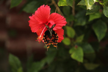 Colorful or monarch butterfly takes or picking honey from the red hibiscus red flower on the evening