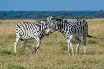Fototapeta na wymiar Two zebra's playing with each other in the African Savannah, and having fun. Safari trip, beauty in nature.