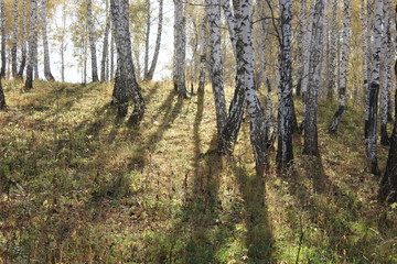 Obraz premium Nature