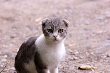Naklejka na ściany i meble Kitten grey white lop-eared with sad eyes in nature. Portrait.