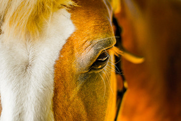 Naklejka premium portrait of a horse