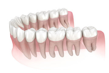 Fototapeta na wymiar Mandibular human gum and teeth. Medically accurate tooth 3D illustration