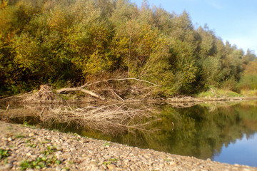 autumn landscape with river and trees