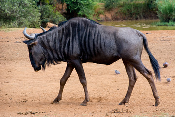 Fototapeta na wymiar Walking blue wildebeest (Connochaetes taurinus), also called the common wildebeest, white-bearded wildebeest, or brindled gnu, is a large antelope and one of the two species of wildebeests.