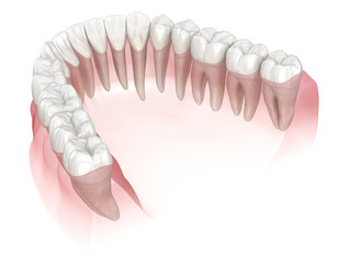Mandibular human gum and teeth. Medically accurate tooth 3D illustration