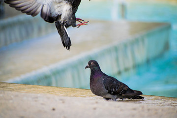 pigeon on a background