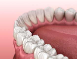 Mandibular human gum and teeth anatomy. Medically accurate tooth 3D illustration