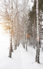Beautiful winter birch grove. Alley among birches, a lot of snow, blizzard, background, sun