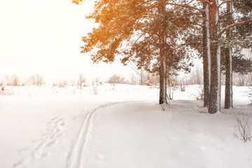 Winter ski track in the forest against the background of the forest made of Christmas trees, background