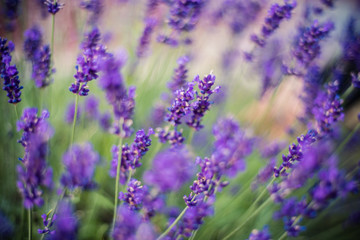 Fototapeta na wymiar Lavender flowers on the field 