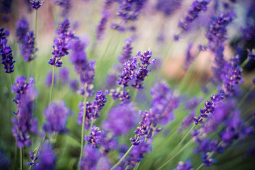 Fototapeta na wymiar Lavender flowers on the field 