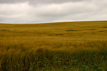 Wheat Field in a Strong Breeze at Dusk