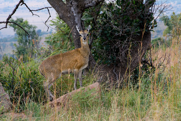 Klipspringer in the green grass, African Savannah