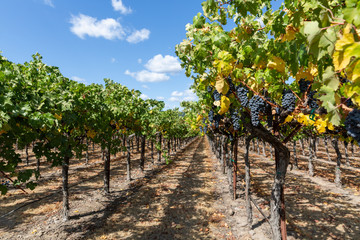 Rows of grapes growing in a Californian Vineyard