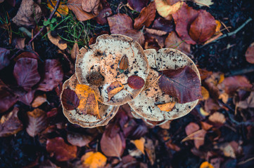 mushrooms in the autumn forest