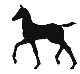Vector silhouette of a little colt runs at a trot