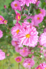 Beautiful, delicate, blooming, pink flowers chrysanthemums in the autumn day in the garden.