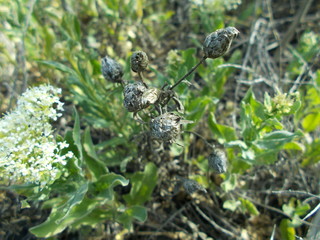  Leaves and flowers. Natural background for your design.