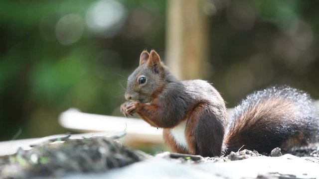 Red squirrel eating seeds in a garden