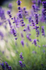 Lavender flowers on the field 