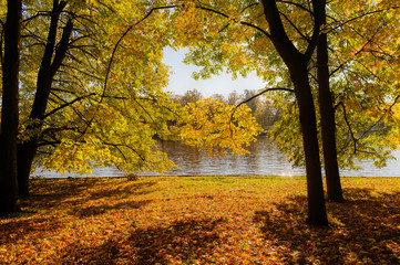 landscape with trees in the autumn