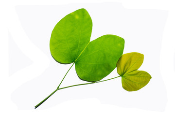 Green leaves against a white background