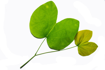Green leaves against a white background