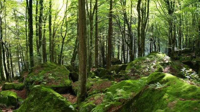Aerial 4K - volo con drone dentro il bosco 
