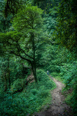 Fototapeta na wymiar Jungle trail, West Sikkim, India