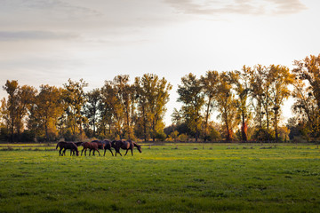 Beautiful idyllic atmosphere on pasture at autumn season. Herd of thoroughbred horses