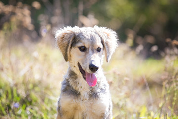 Happy adopted dog on a field