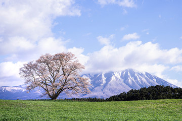 小岩井農場の一本桜と岩手山