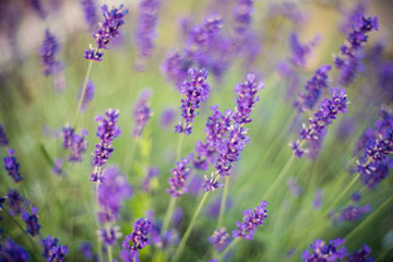 Lavender flowers on the field 