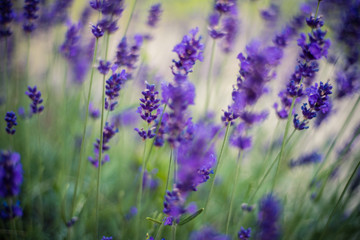 Obraz premium Lavender flowers on the field 