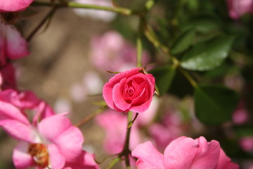 Rosas