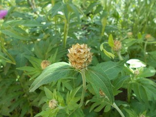  Leaves and flowers. Natural background for your design.